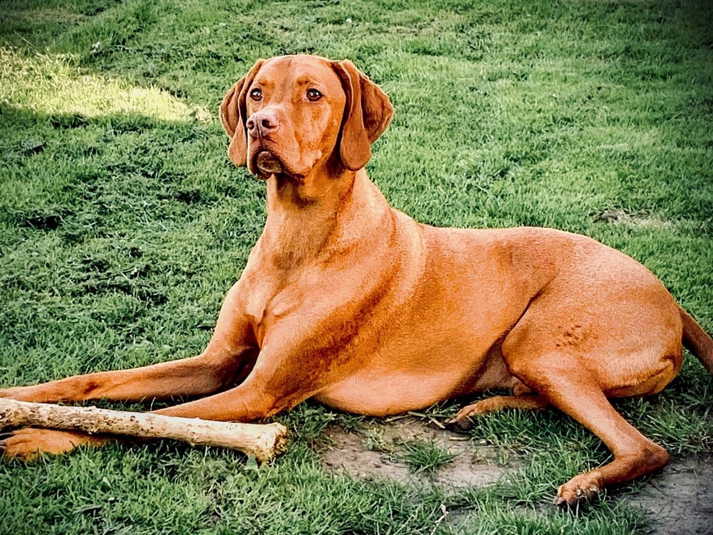 Dougie, a Hungarian Vizsla, photograph 2
