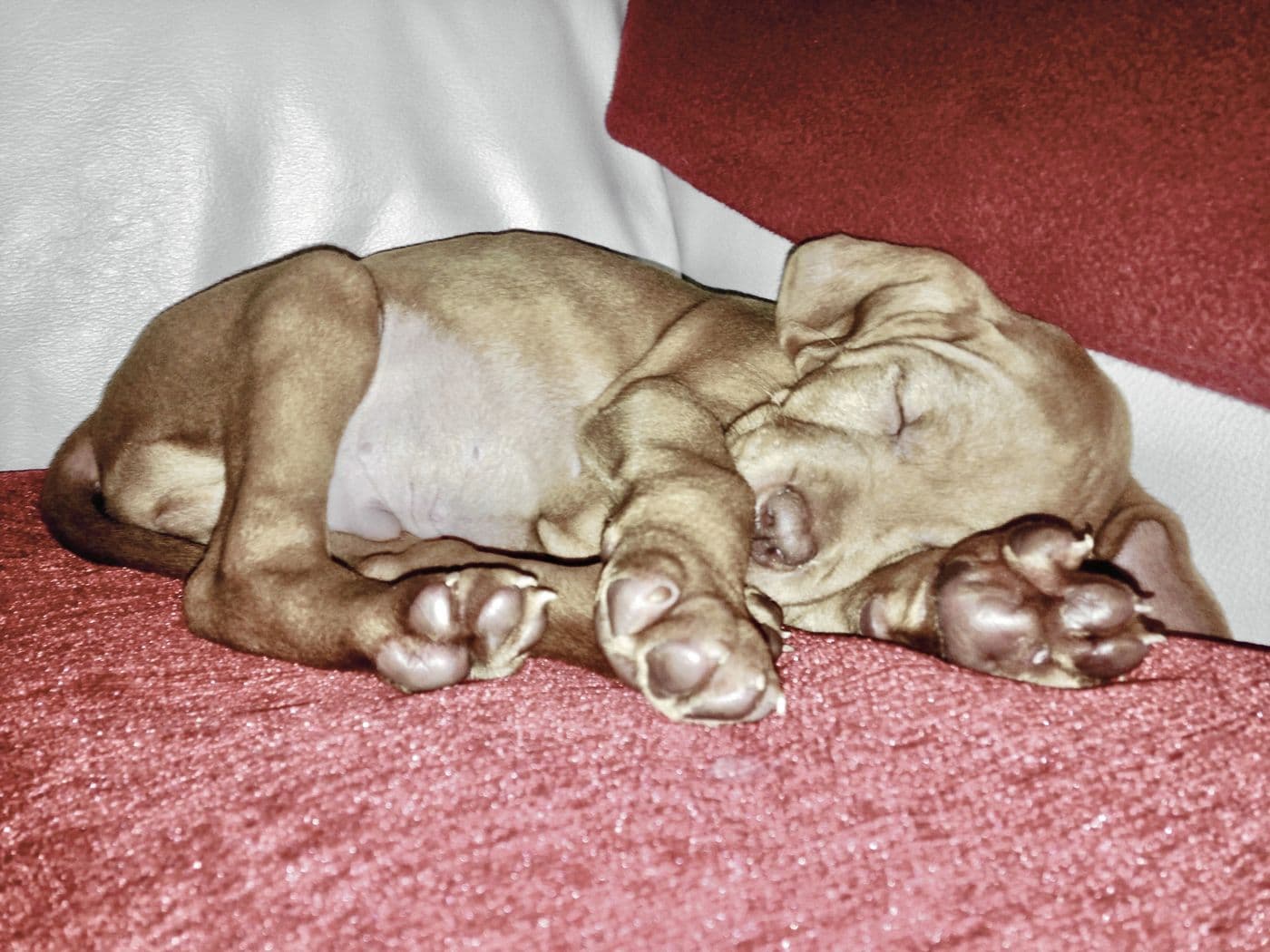 Dougie, a Hungarian Vizsla, photograph 3