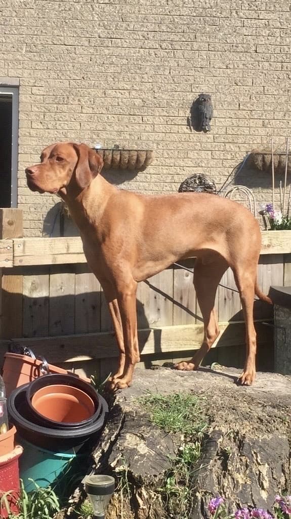 Dougie, a Hungarian Vizsla, photograph 4