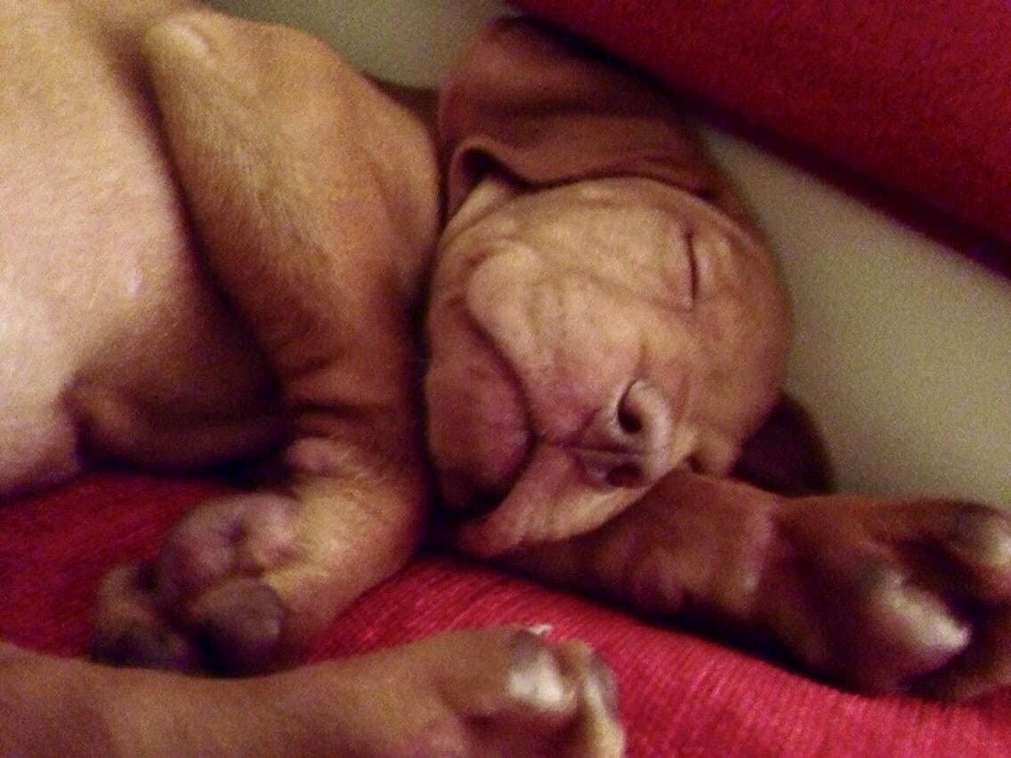 Dougie, a Hungarian Vizsla, photograph 5