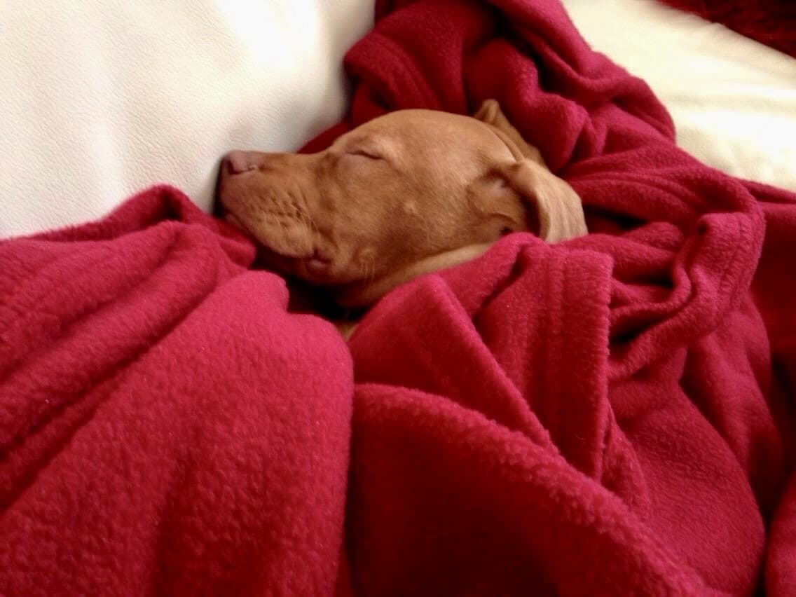 Dougie, a Hungarian Vizsla, photograph 6