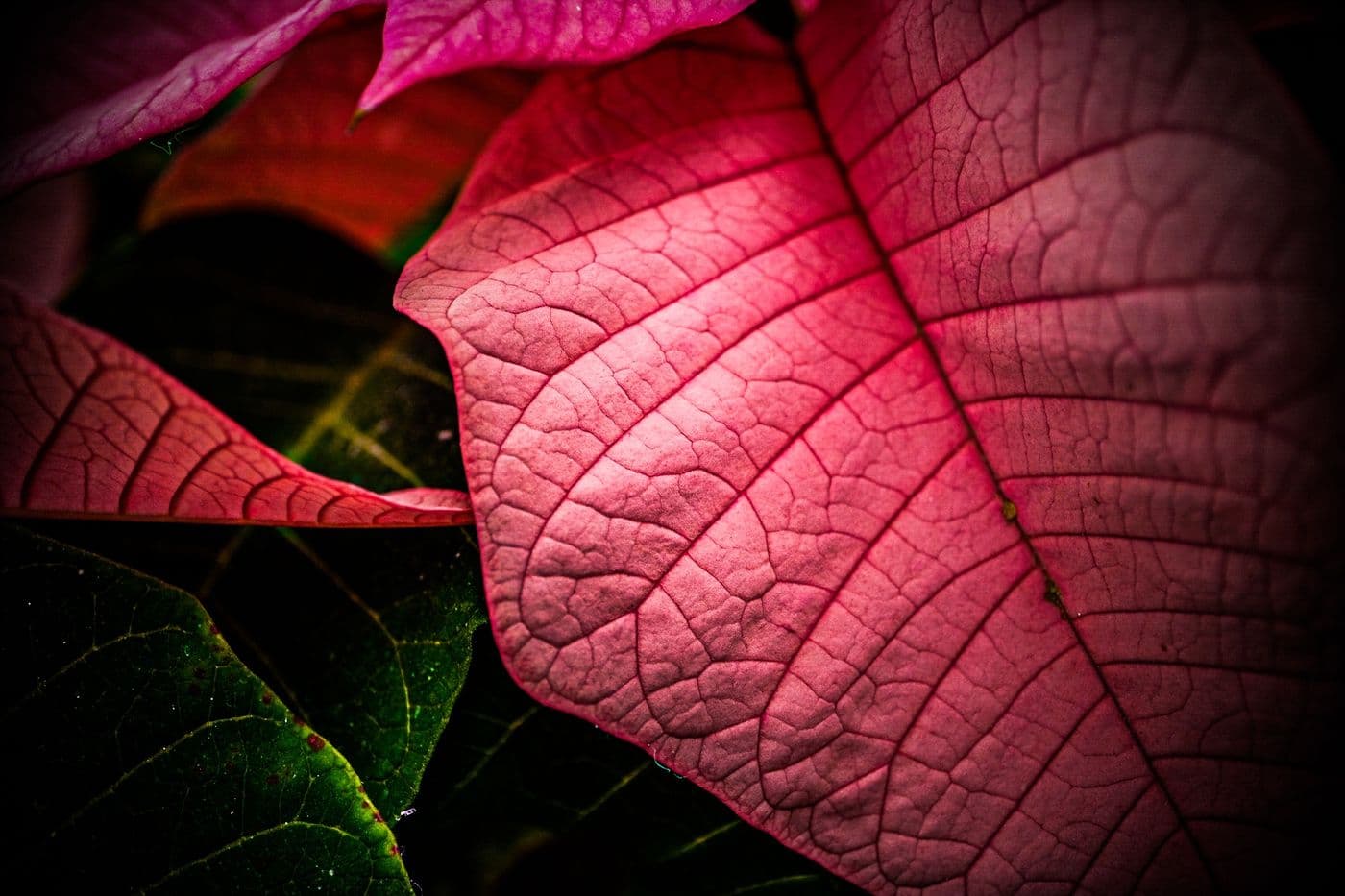 Macro close-up of a backlit red poinsettia leaf, veins glowing through the leaf