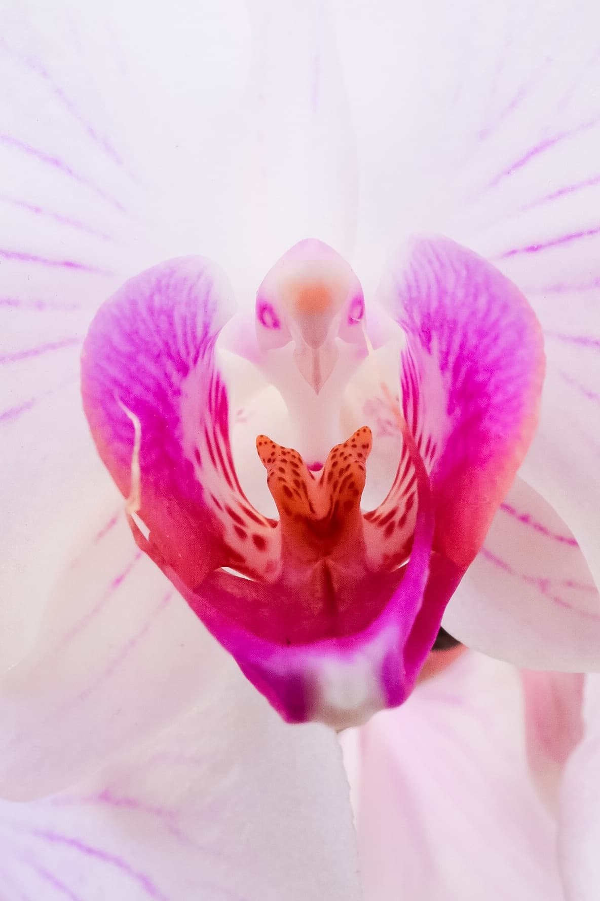 Macro close-up of an orchid's throat, magenta and orange markings on white petals