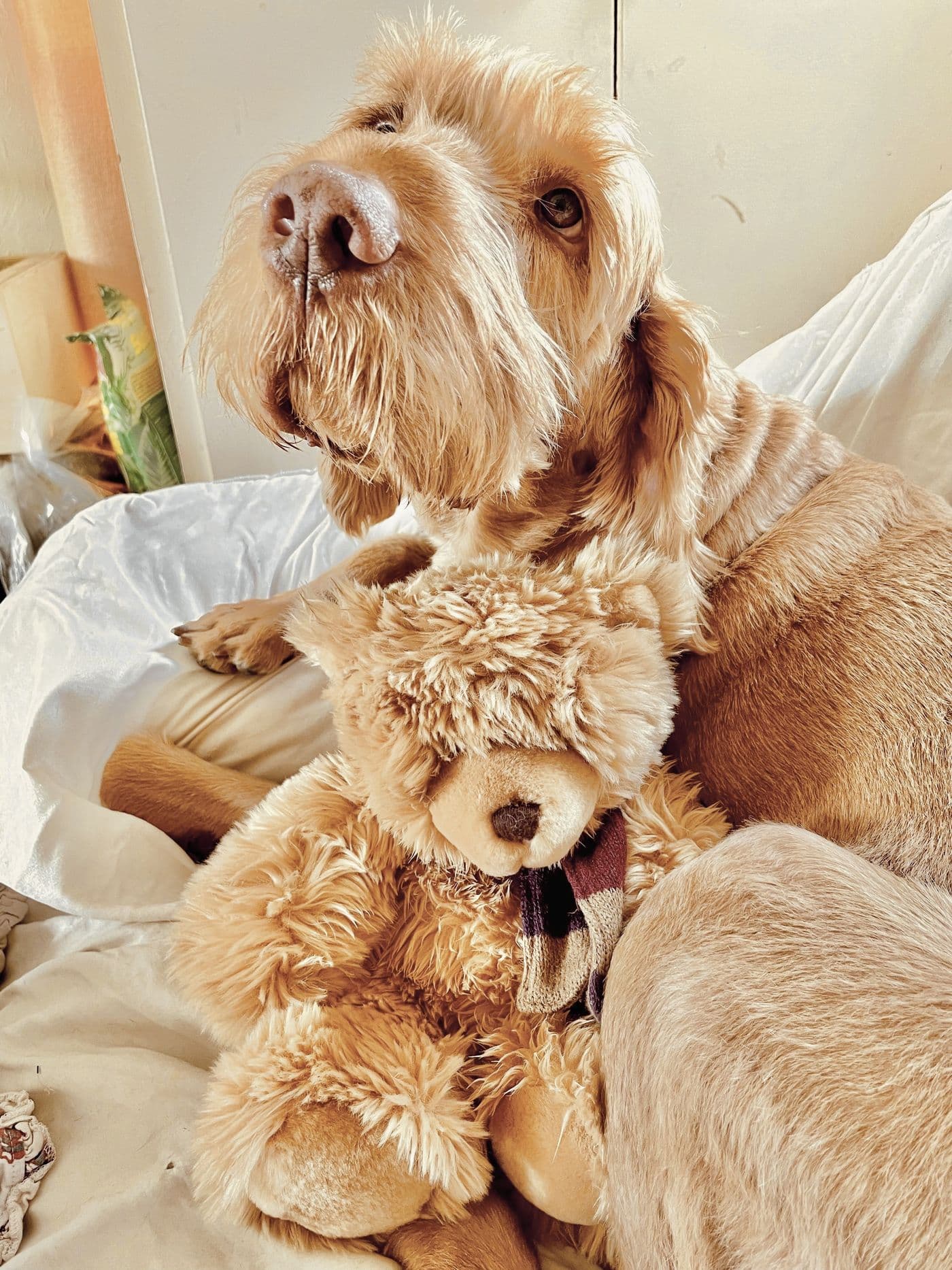 Mychi, a Wire-Haired Hungarian Vizsla, photograph 2