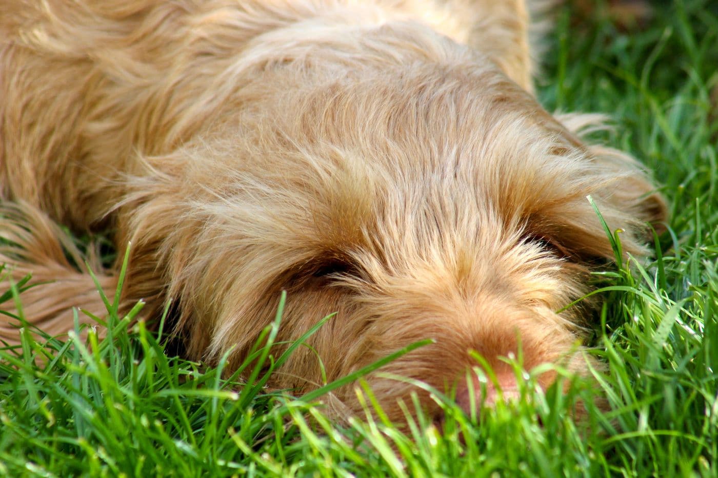 Mychi, a Wire-Haired Hungarian Vizsla, photograph 3