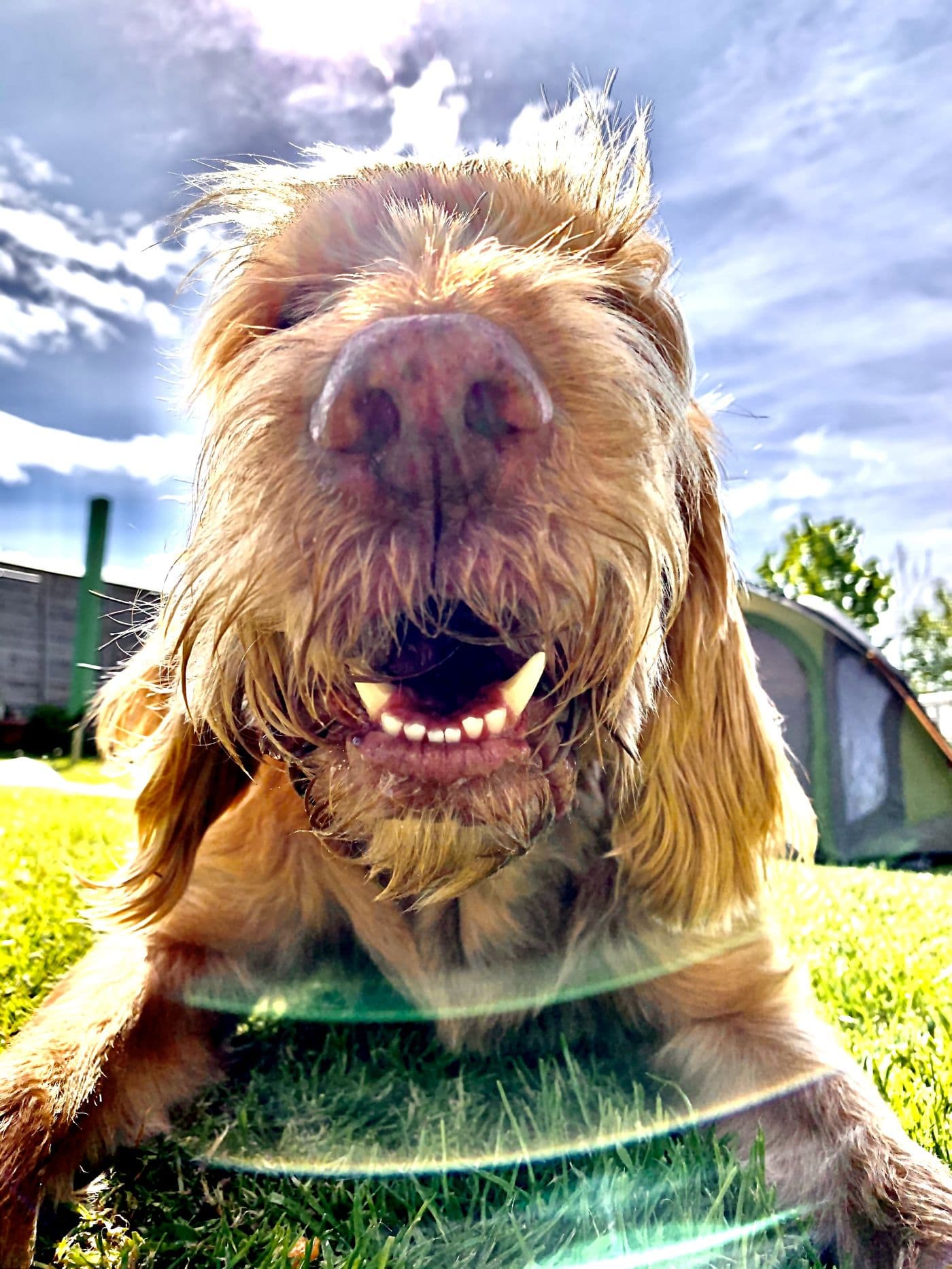 Mychi, a Wire-Haired Hungarian Vizsla, photograph 4