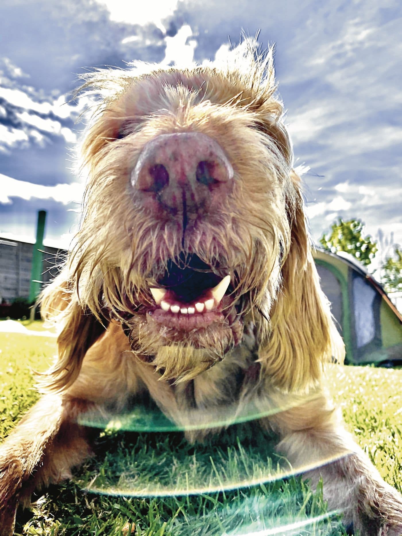 Mychi, a Wire-Haired Hungarian Vizsla, photograph 6