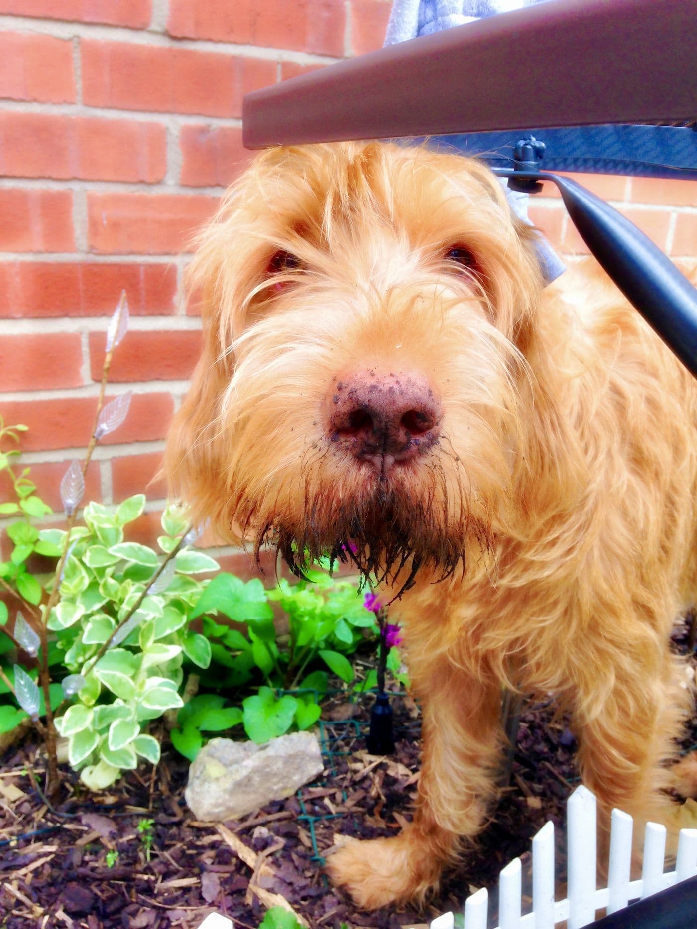 Mychi, a Wire-Haired Hungarian Vizsla, photograph 7