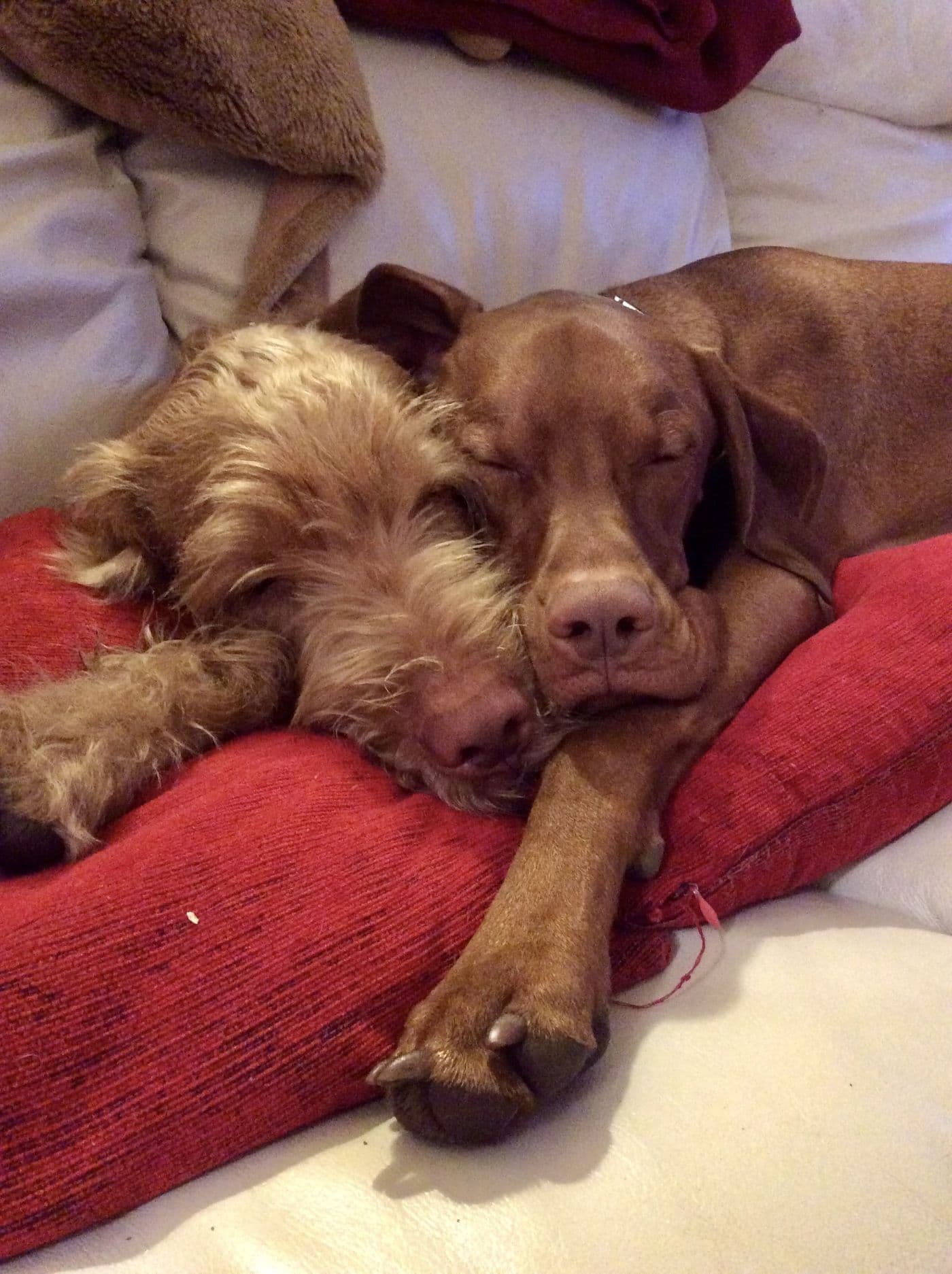Mychi, a Wire-Haired Hungarian Vizsla, photograph 8