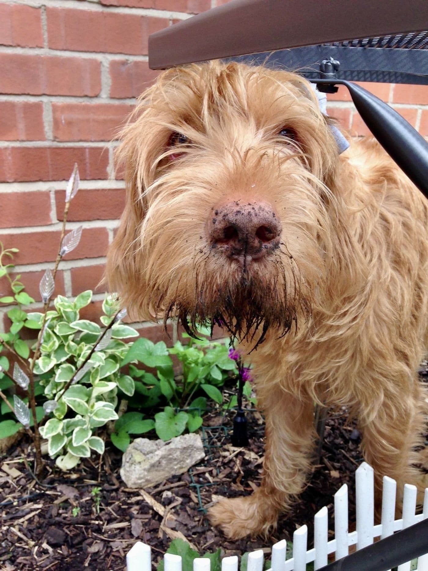 Mychi, a Wire-Haired Hungarian Vizsla, photograph 10