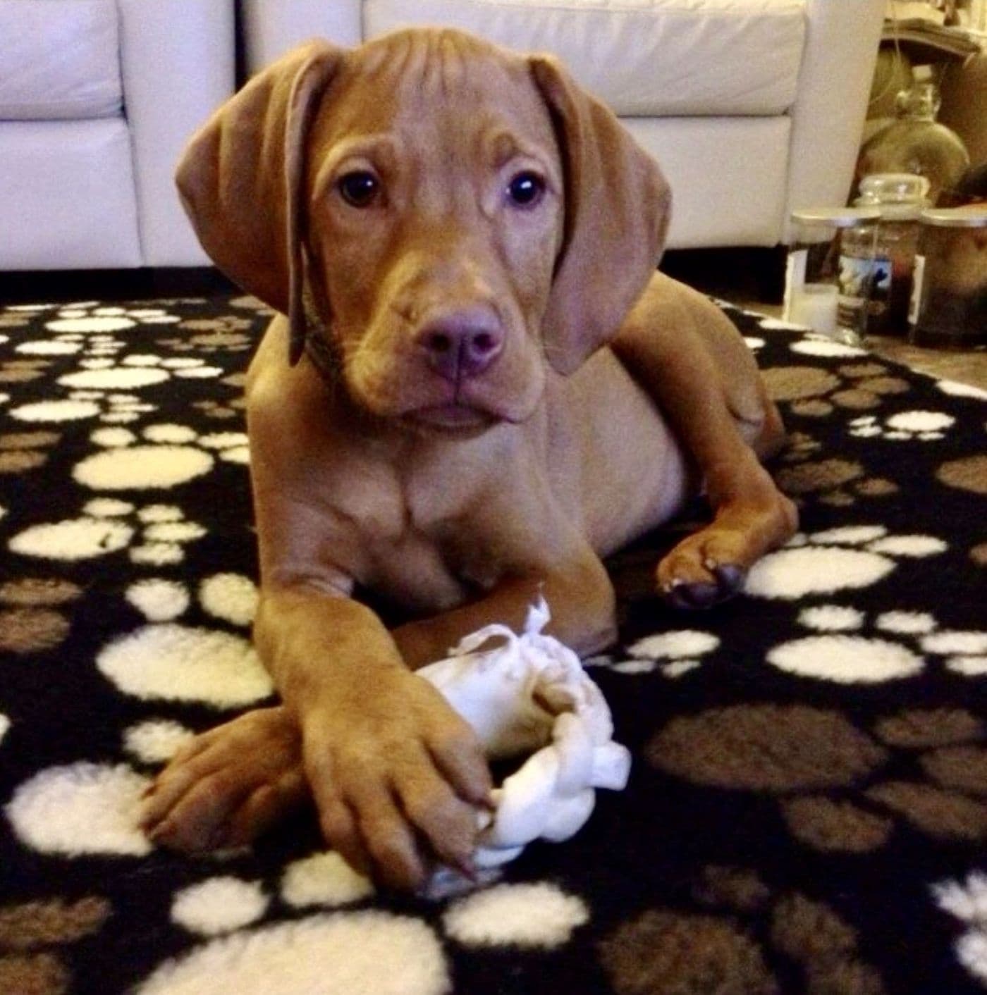 Mychi, a Wire-Haired Hungarian Vizsla, photograph 12