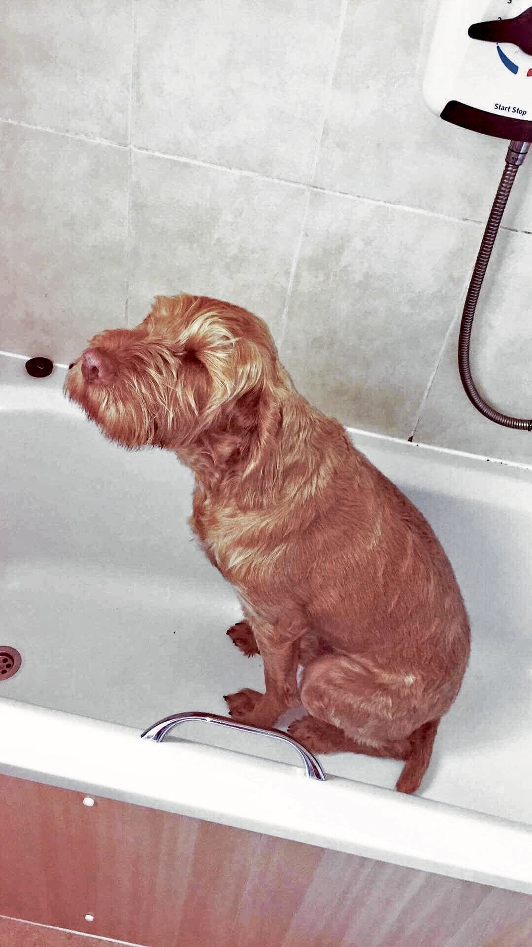 Mychi, a Wire-Haired Hungarian Vizsla, photograph 13