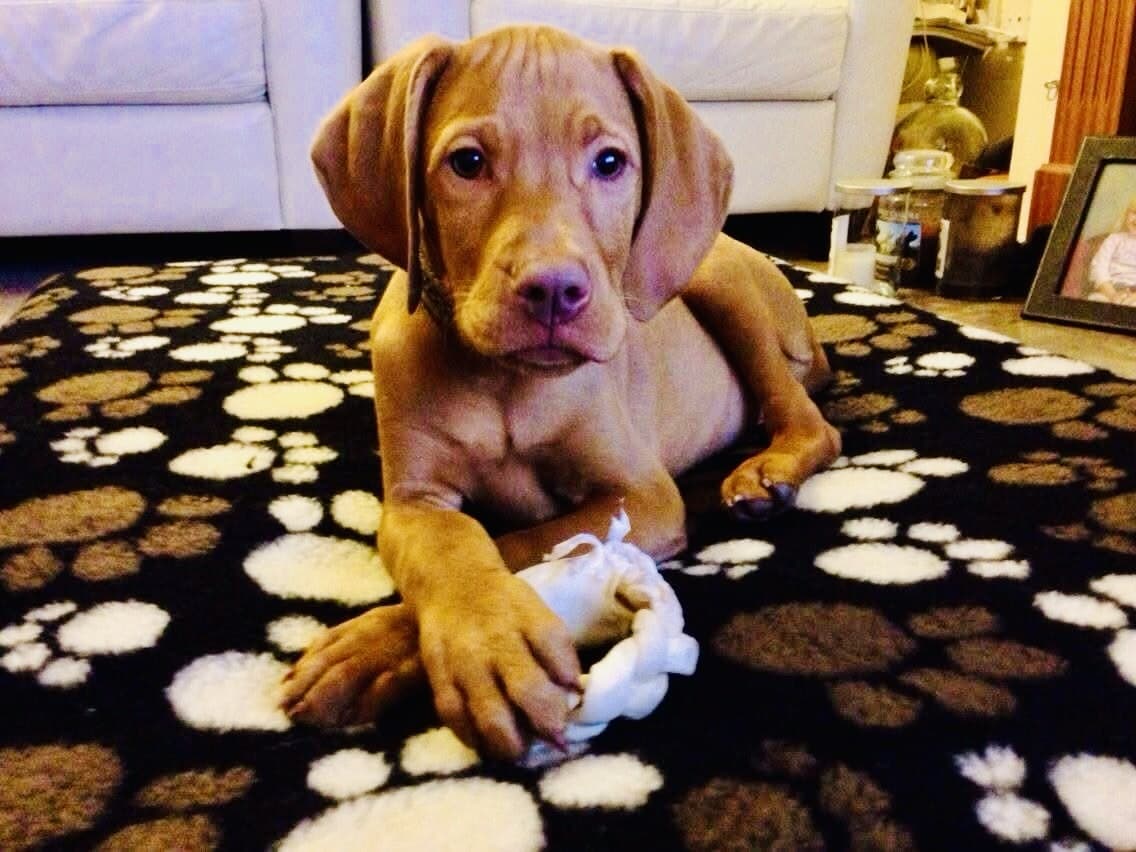 Mychi, a Wire-Haired Hungarian Vizsla, photograph 14