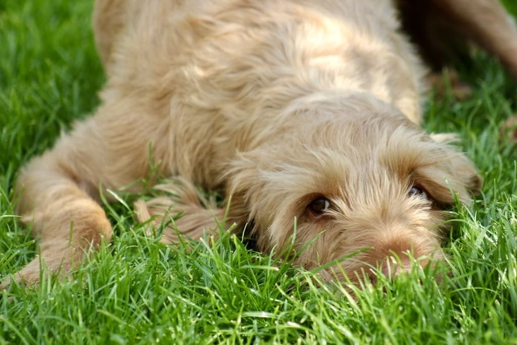 Mychi, a Wire-Haired Hungarian Vizsla, photograph 15