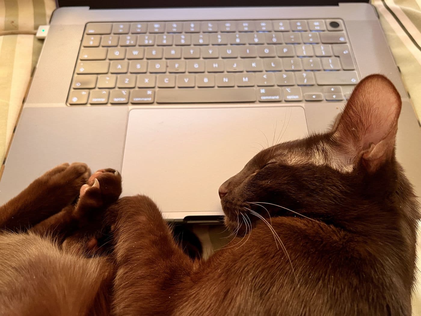 Titus, a Suffolk Chocolate cat, photograph 2