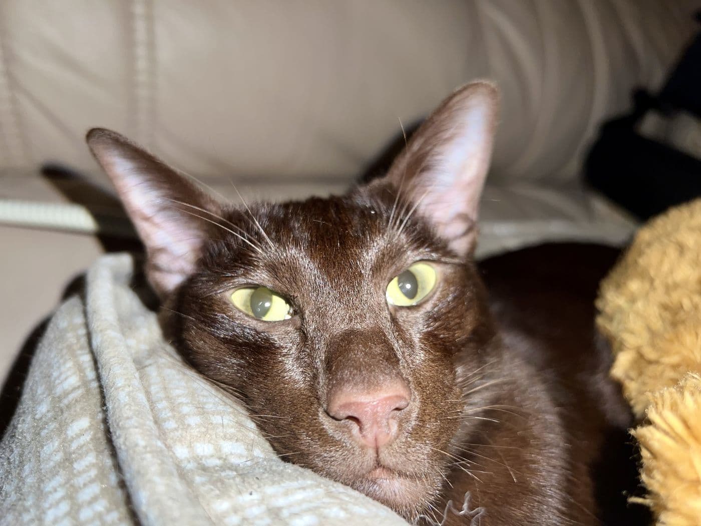 Titus, a Suffolk Chocolate cat, photograph 3