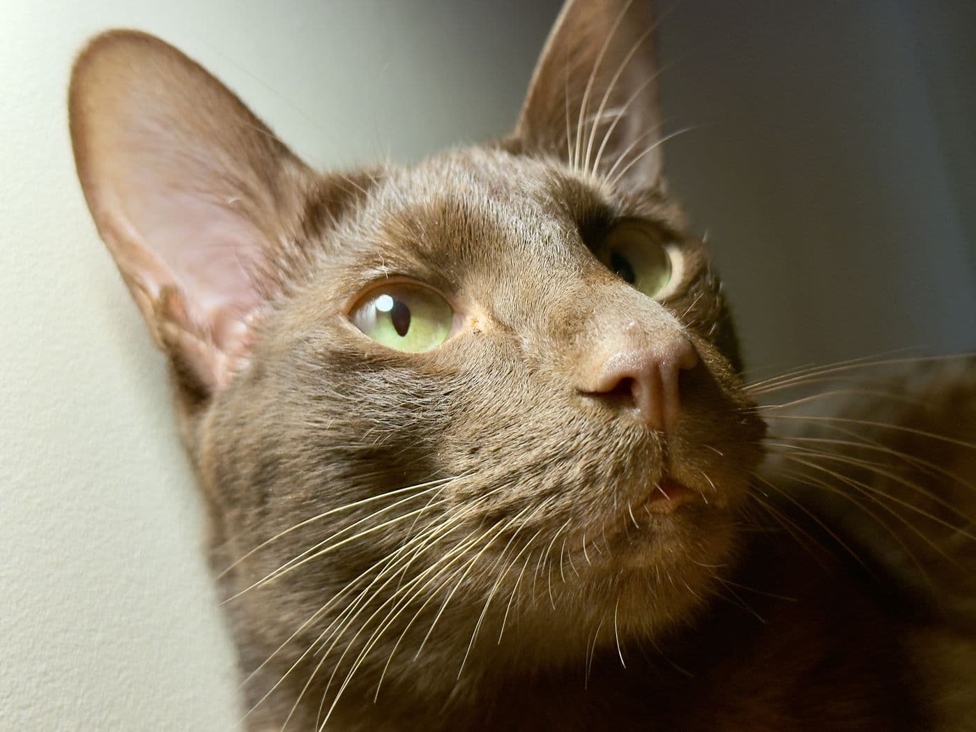 Titus, a Suffolk Chocolate cat, photograph 4