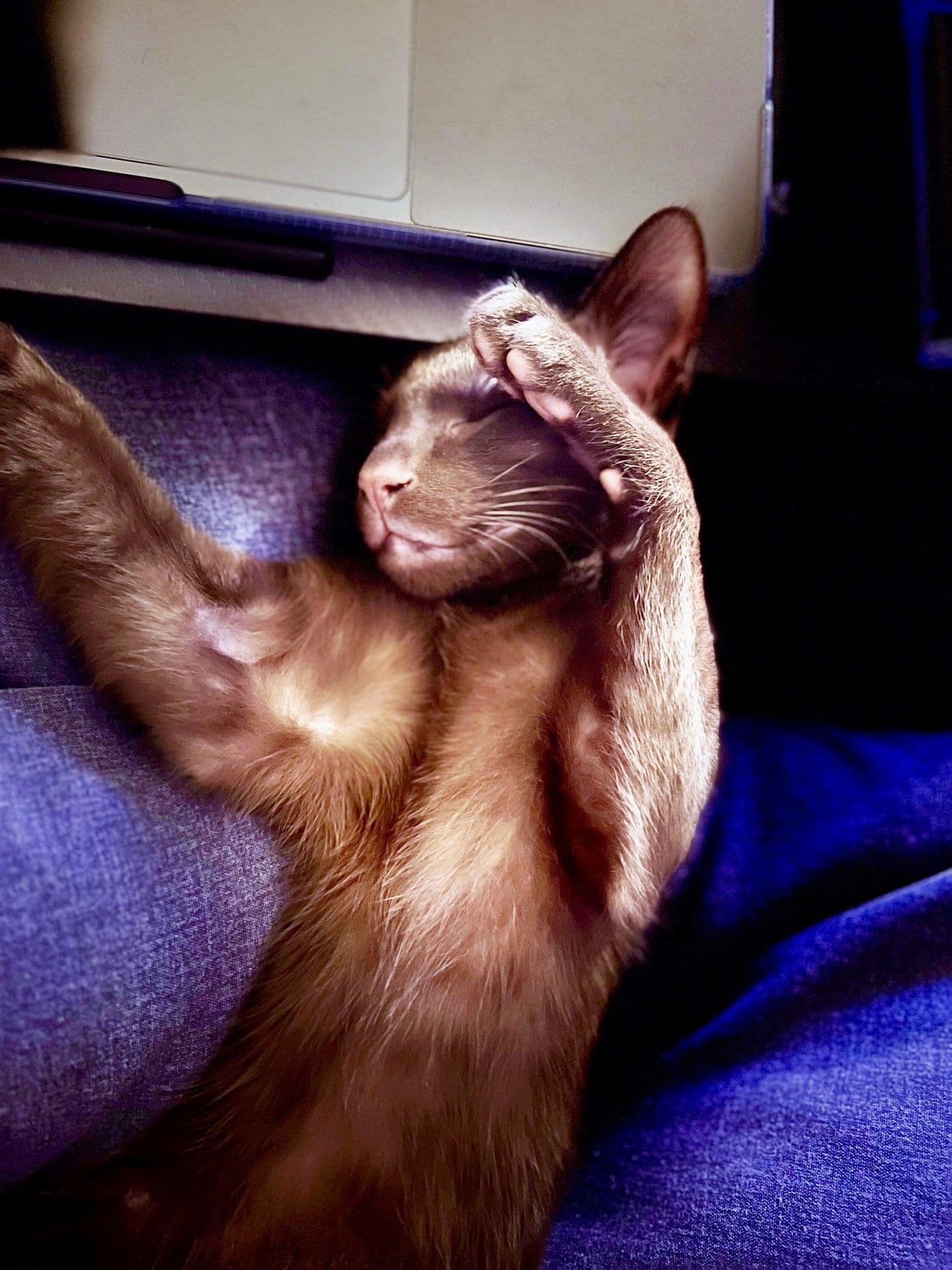 Titus, a Suffolk Chocolate cat, photograph 6