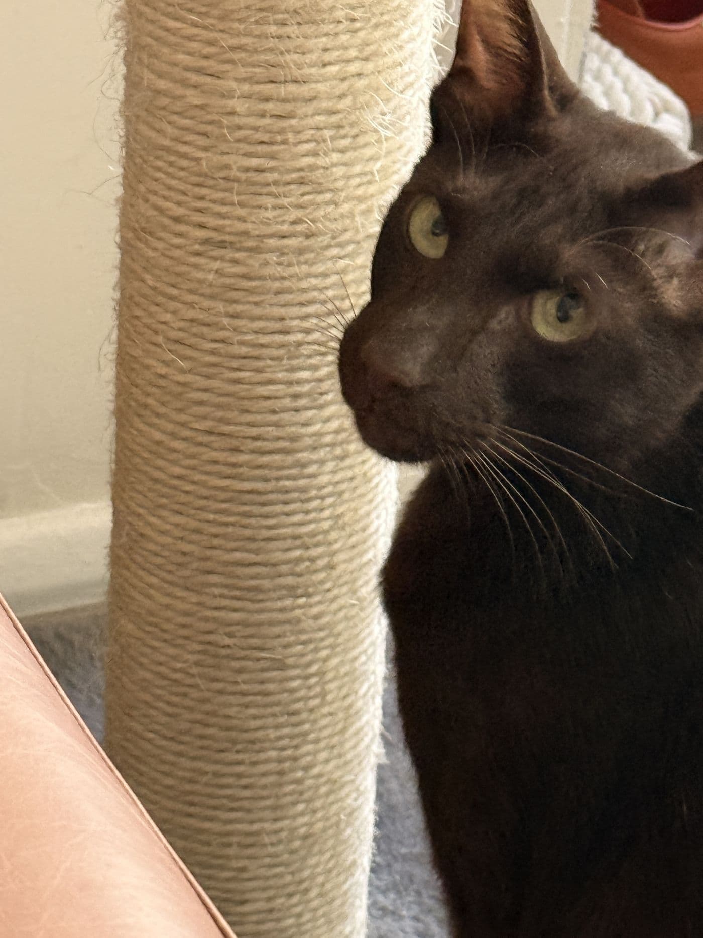 Titus, a Suffolk Chocolate cat, photograph 7