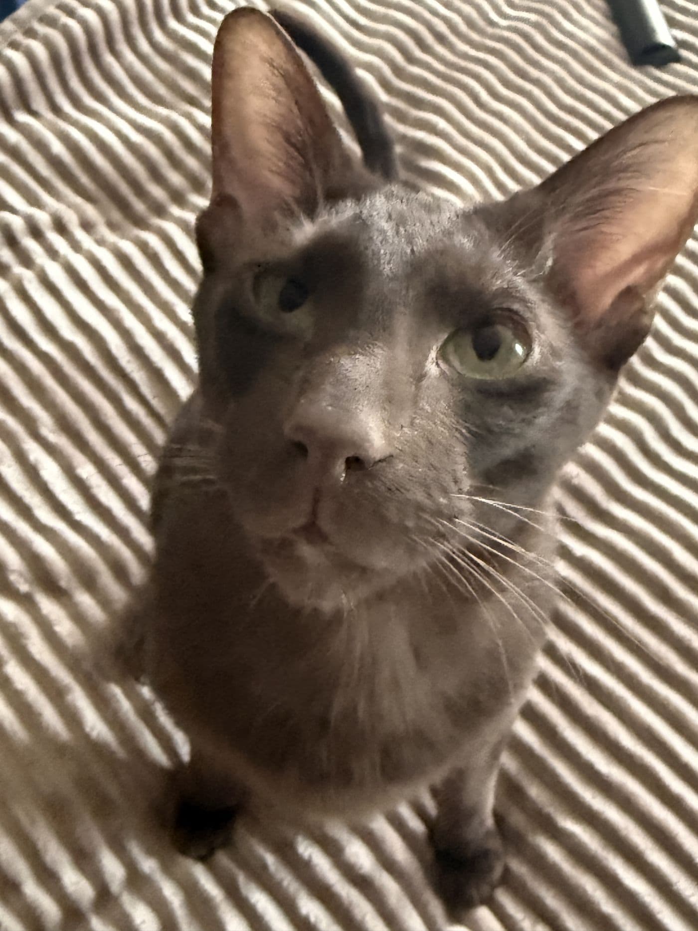 Titus, a Suffolk Chocolate cat, photograph 8