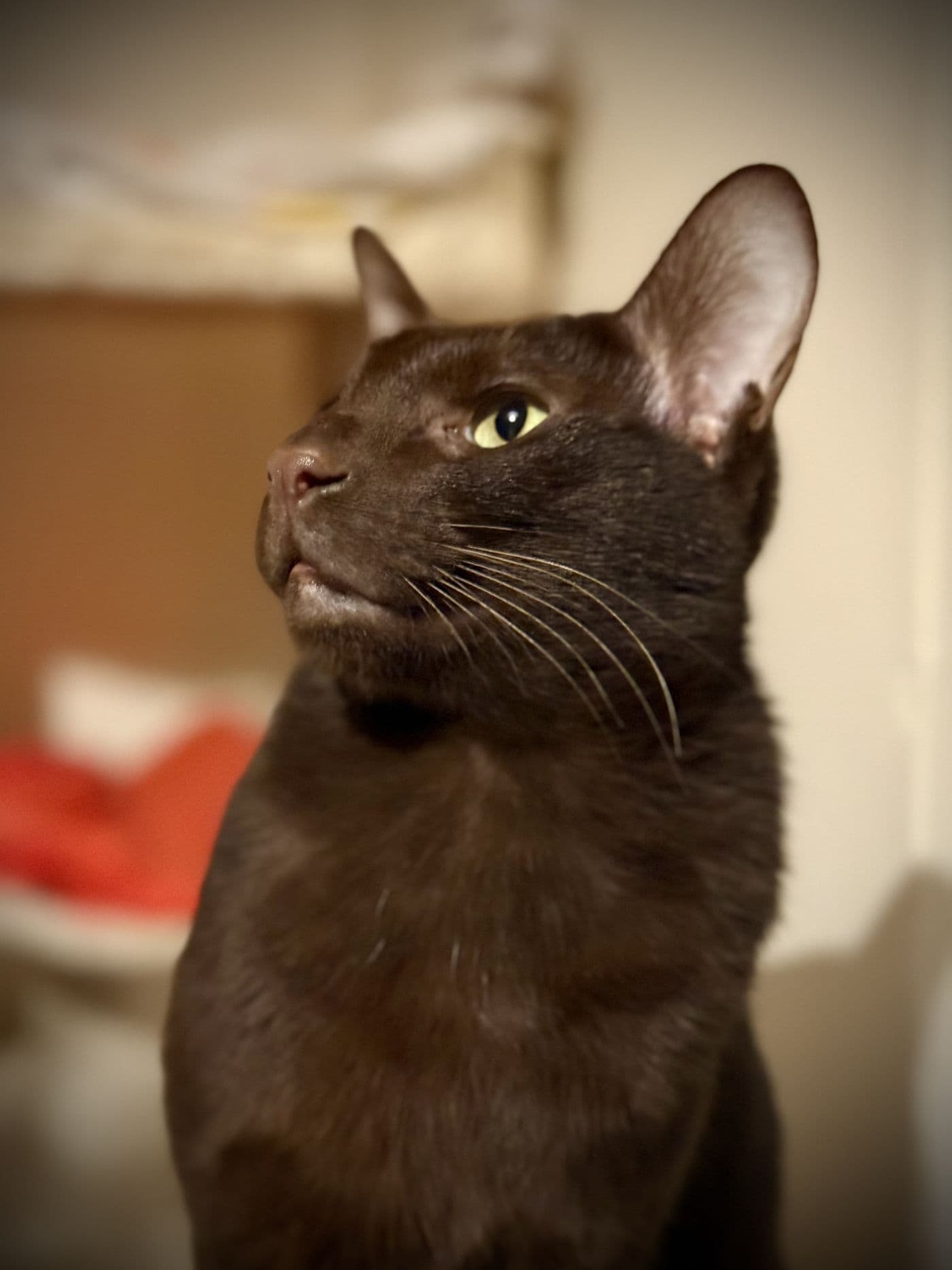 Titus, a Suffolk Chocolate cat, photograph 9