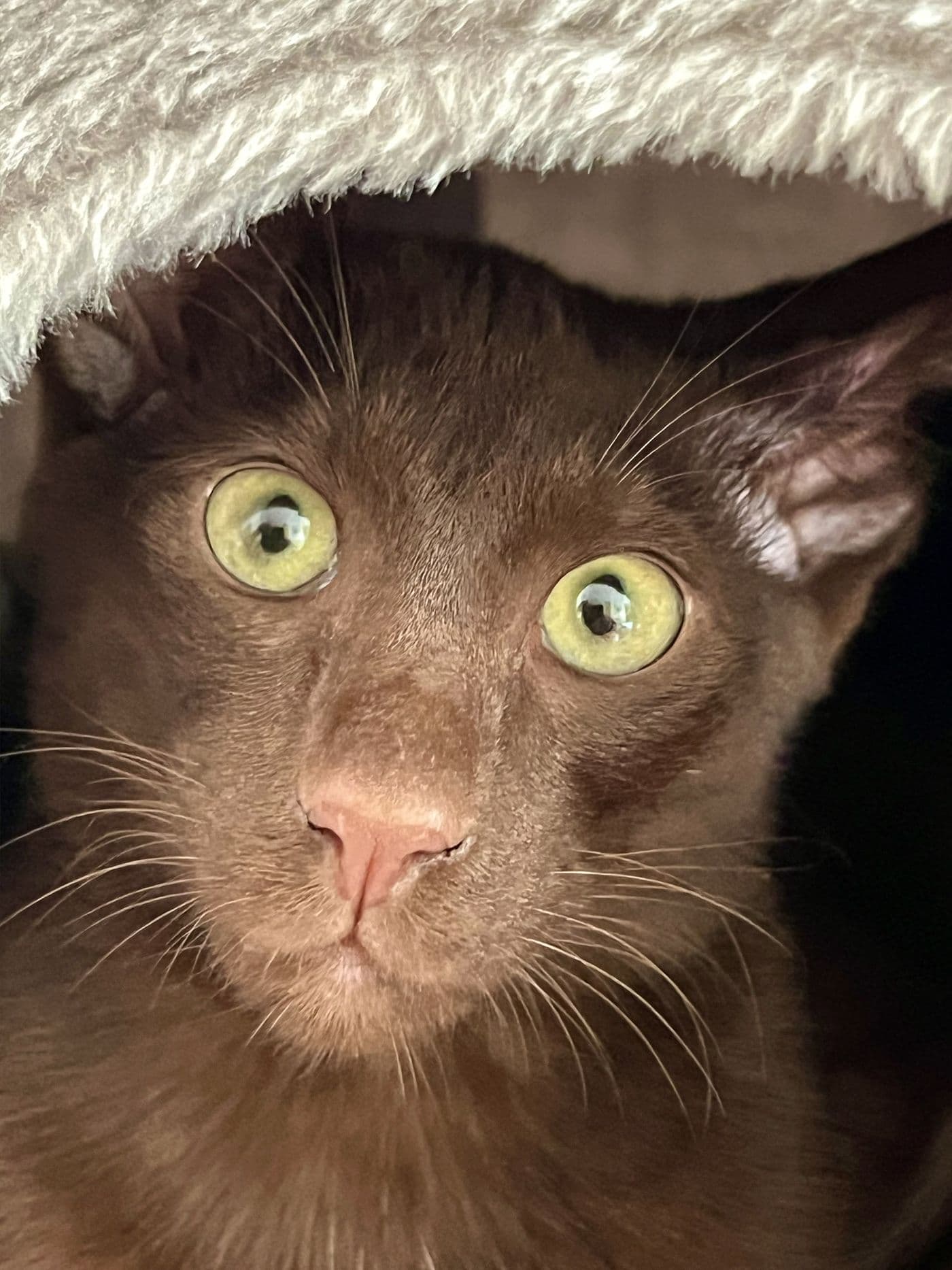 Titus, a Suffolk Chocolate cat, photograph 10