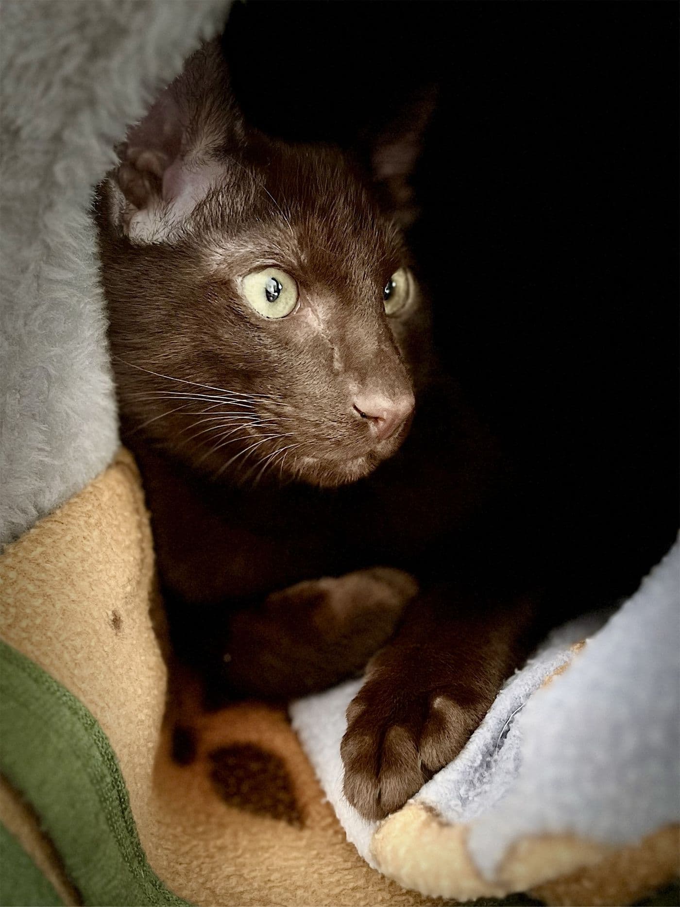 Titus, a Suffolk Chocolate cat, photograph 11