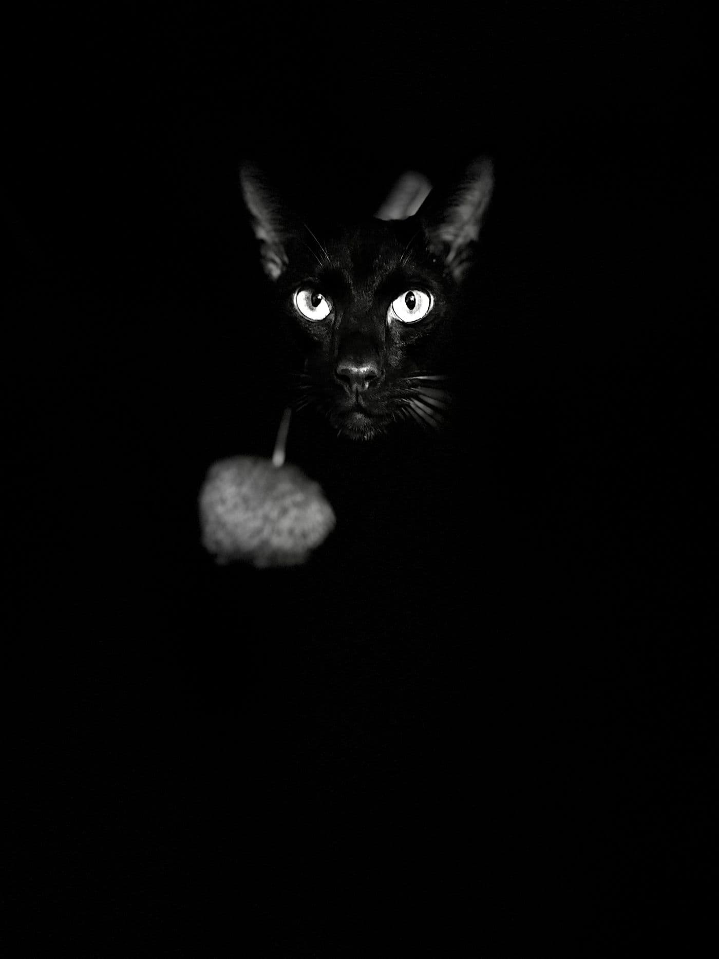 Titus, a Suffolk Chocolate cat, photograph 12
