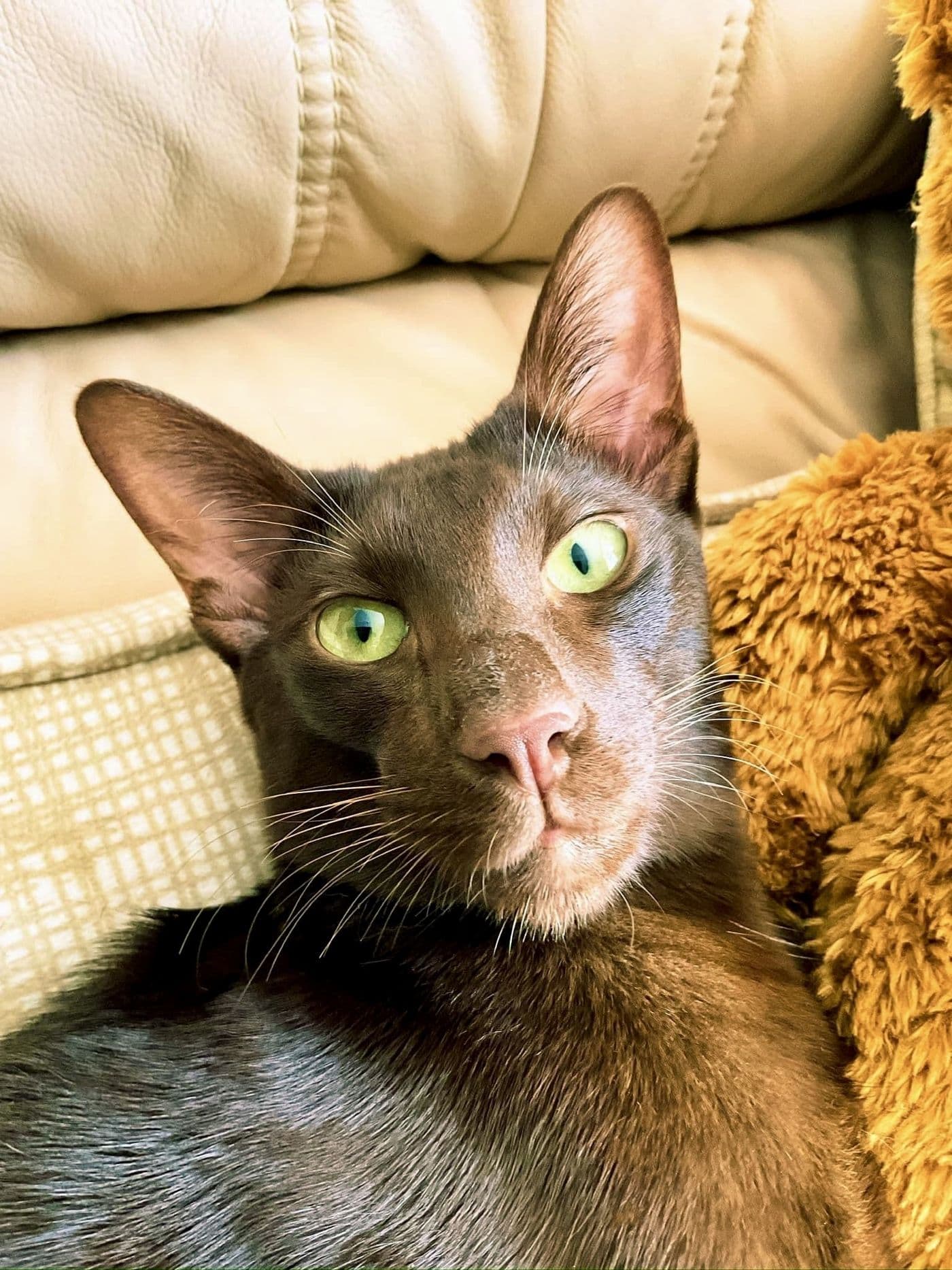 Titus, a Suffolk Chocolate cat, photograph 13