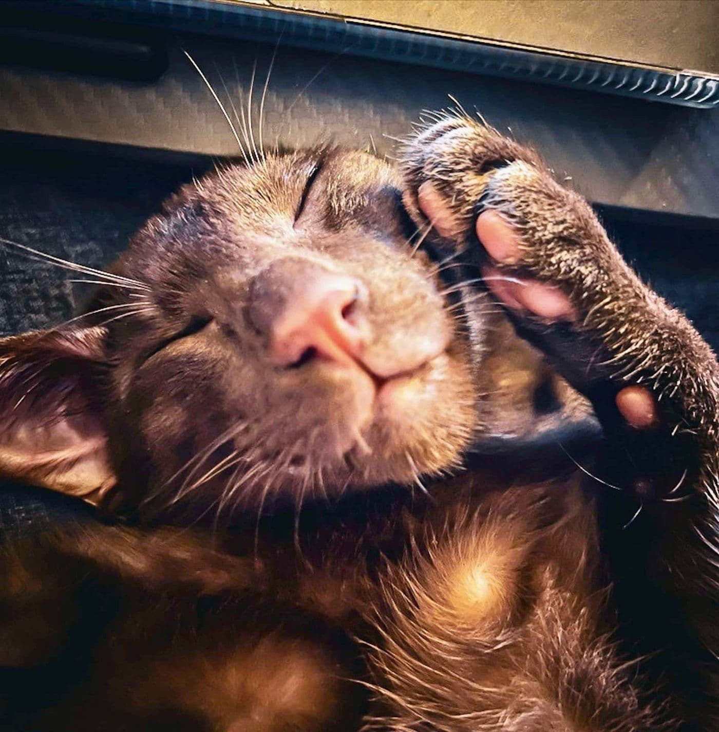 Titus, a Suffolk Chocolate cat, photograph 14