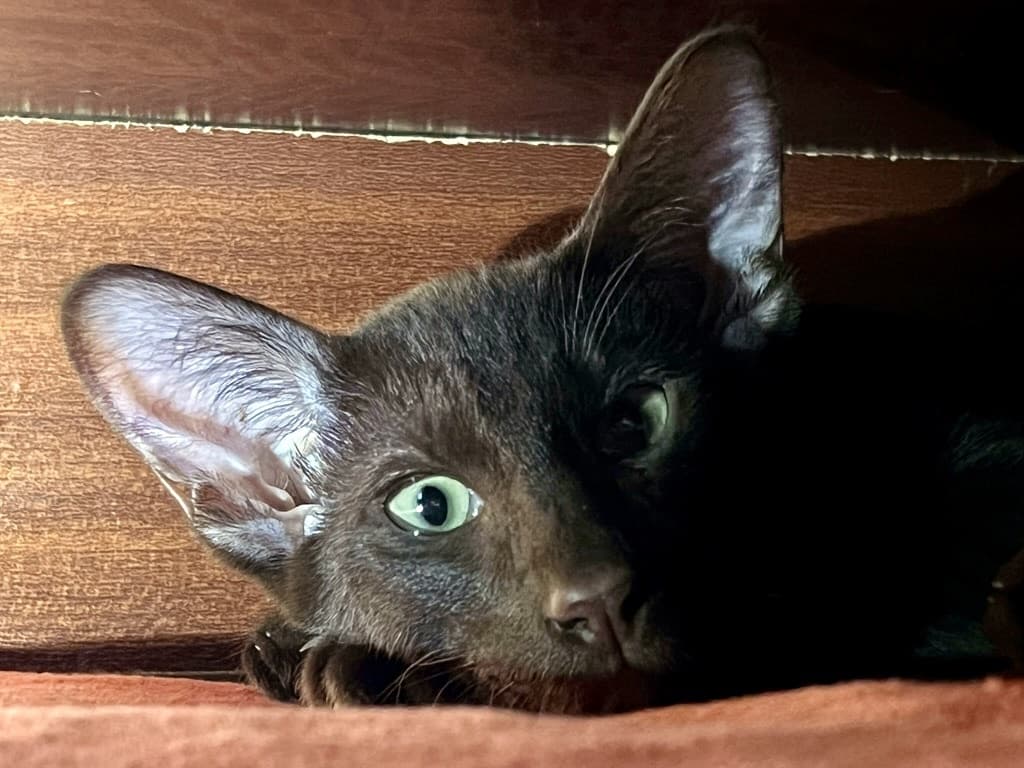 Titus, a Suffolk Chocolate cat, photograph 15