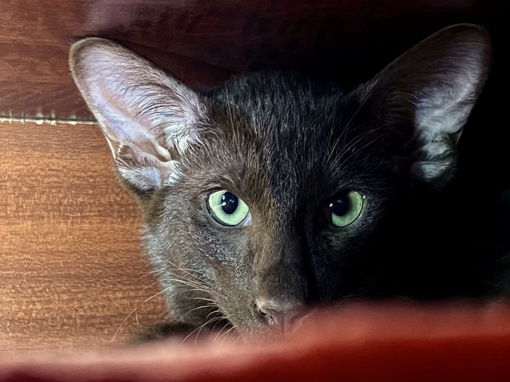 Titus, a Suffolk Chocolate cat, photograph 16