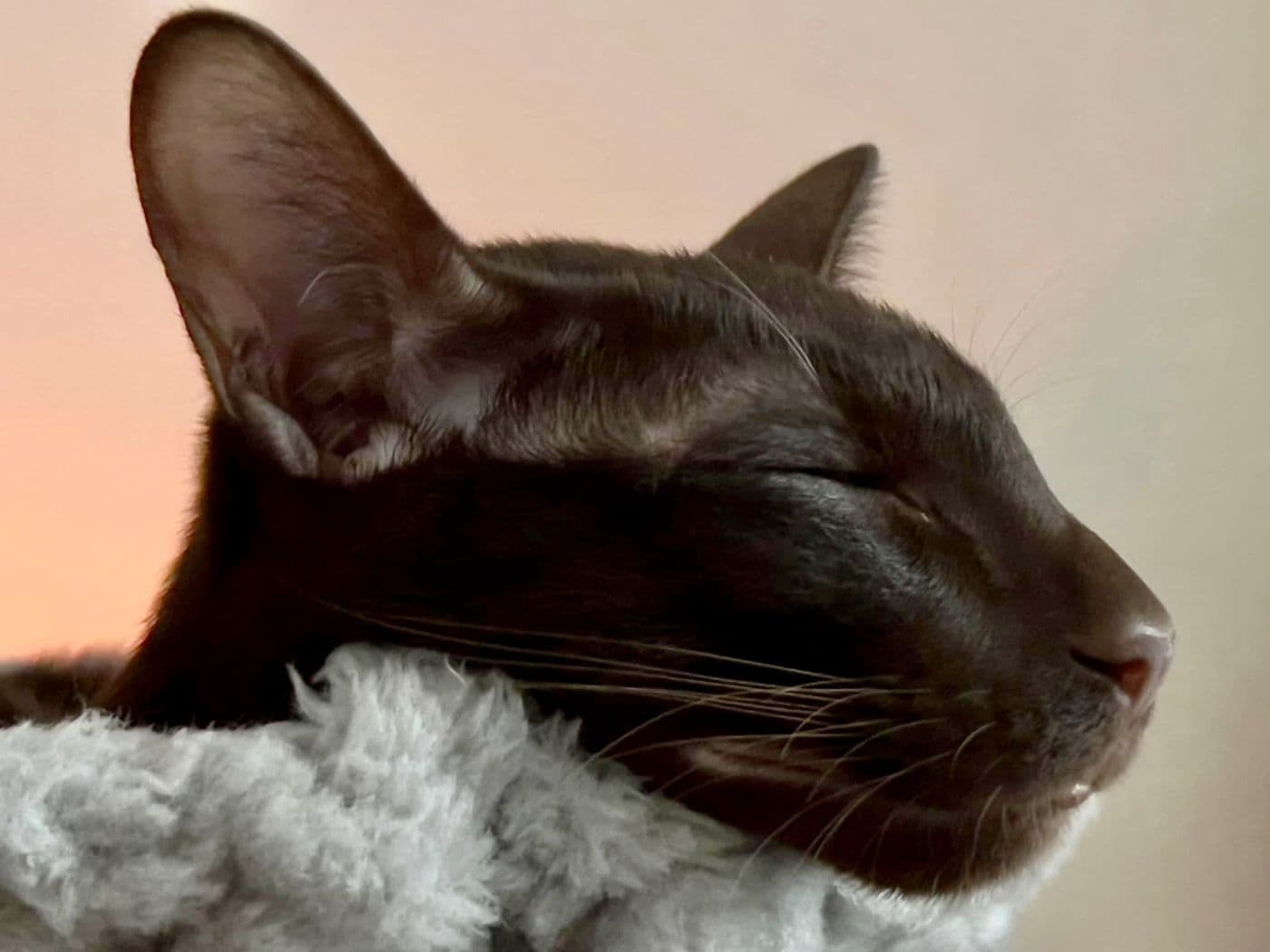 Titus, a Suffolk Chocolate cat, photograph 17