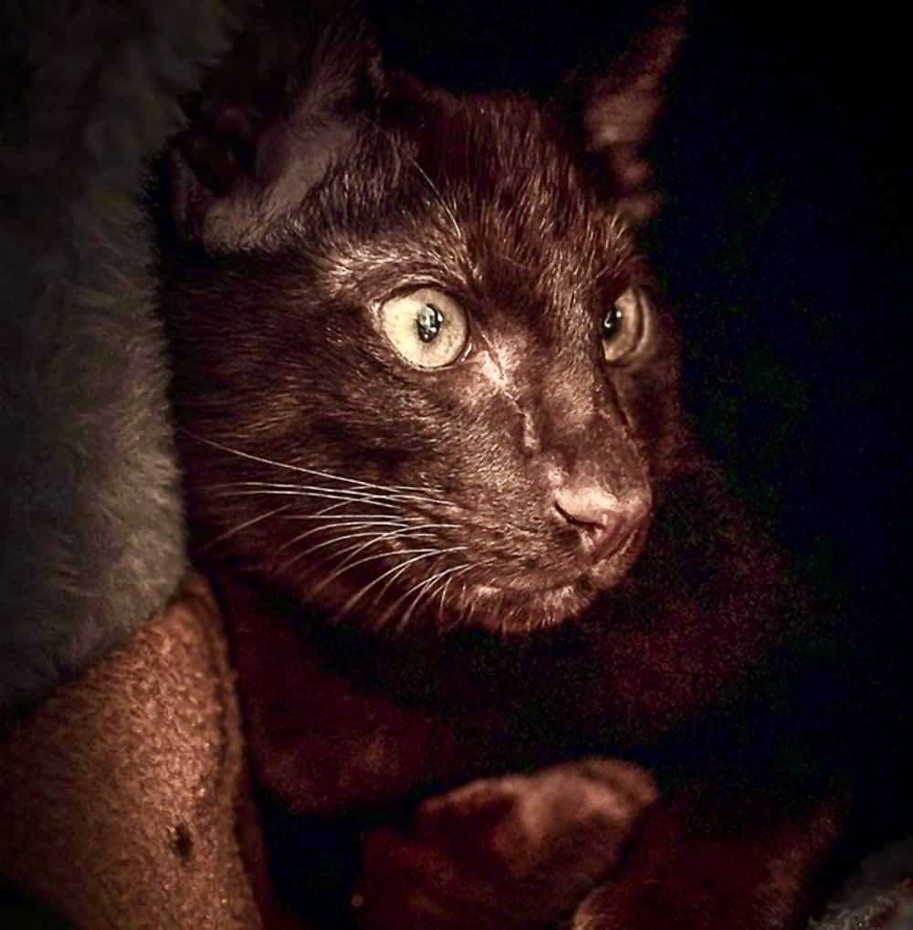 Titus, a Suffolk Chocolate cat, photograph 18