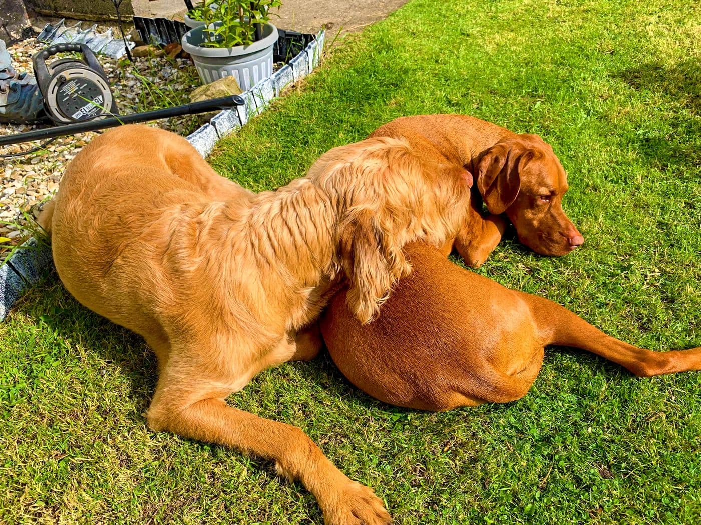 Aitch's cats and dogs together, photograph 2