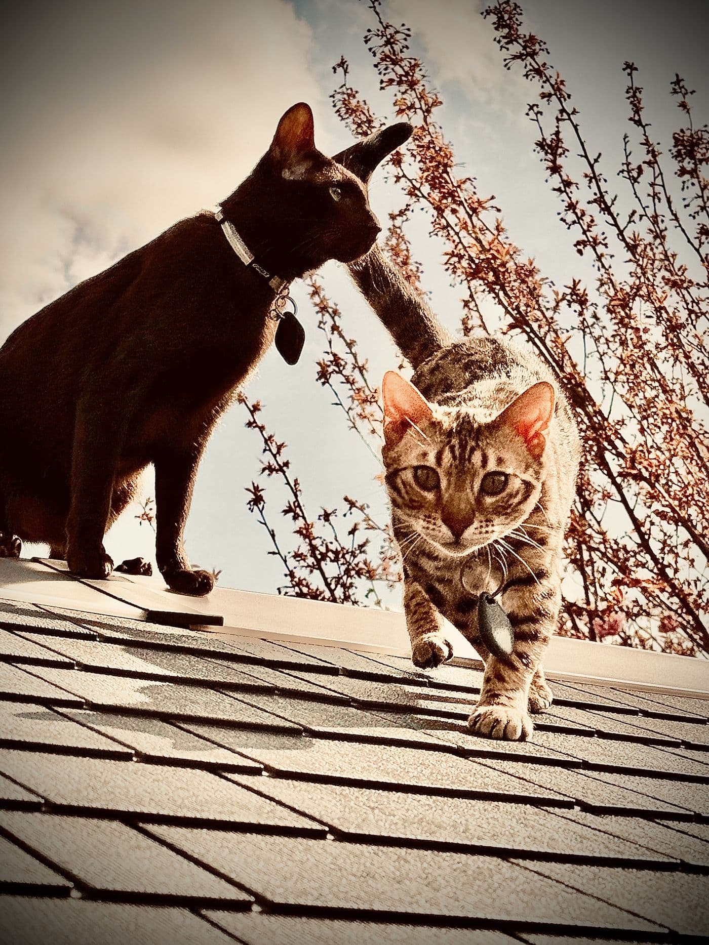 Aitch's cats and dogs together, photograph 4