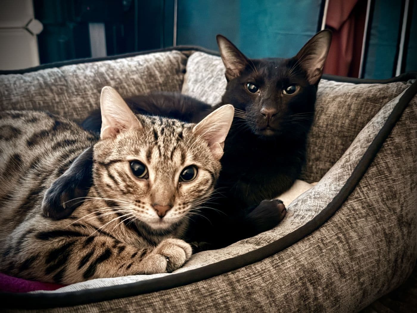 Aitch's cats and dogs together, photograph 5