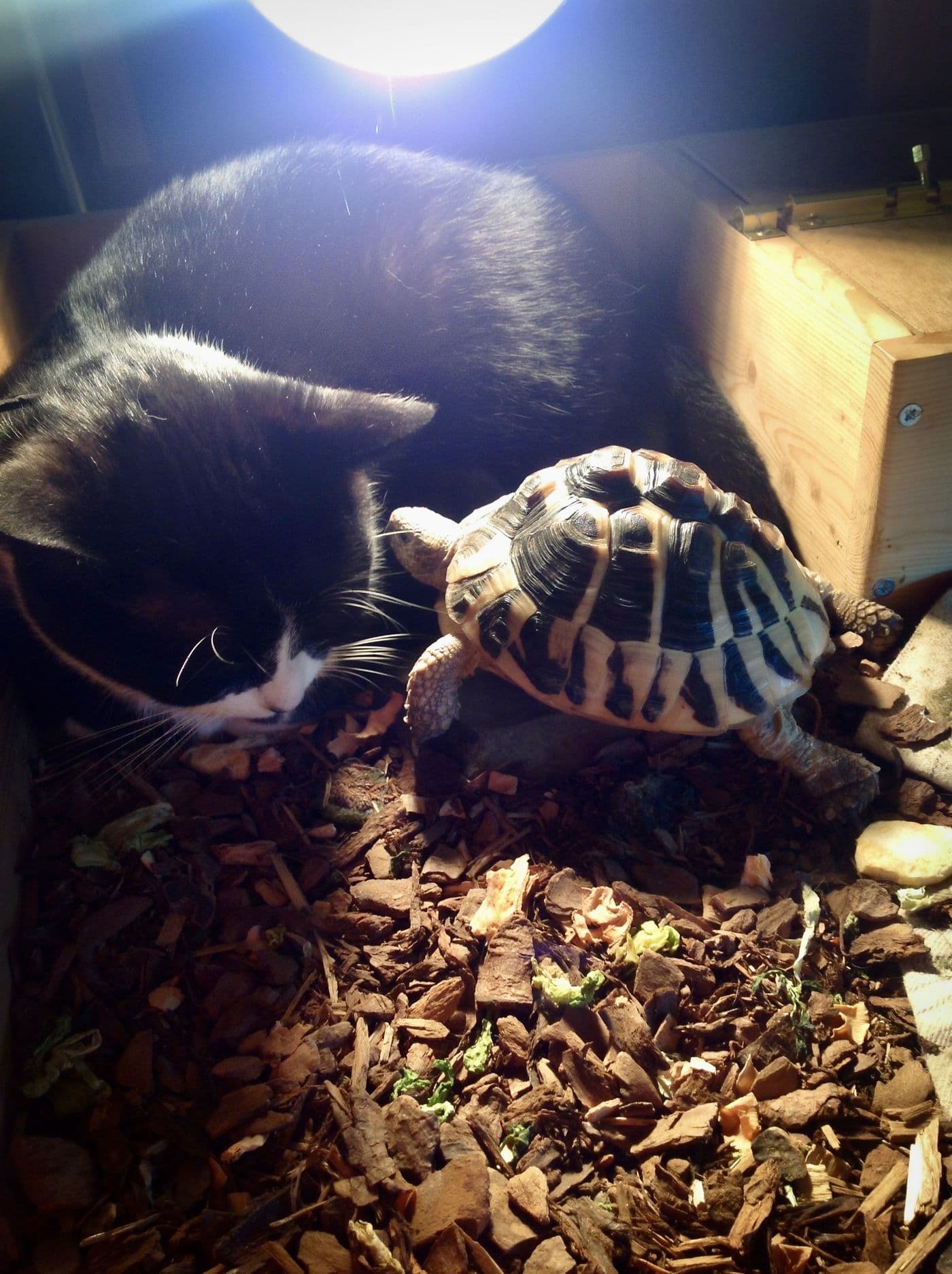 Aitch's cats and dogs together, photograph 6