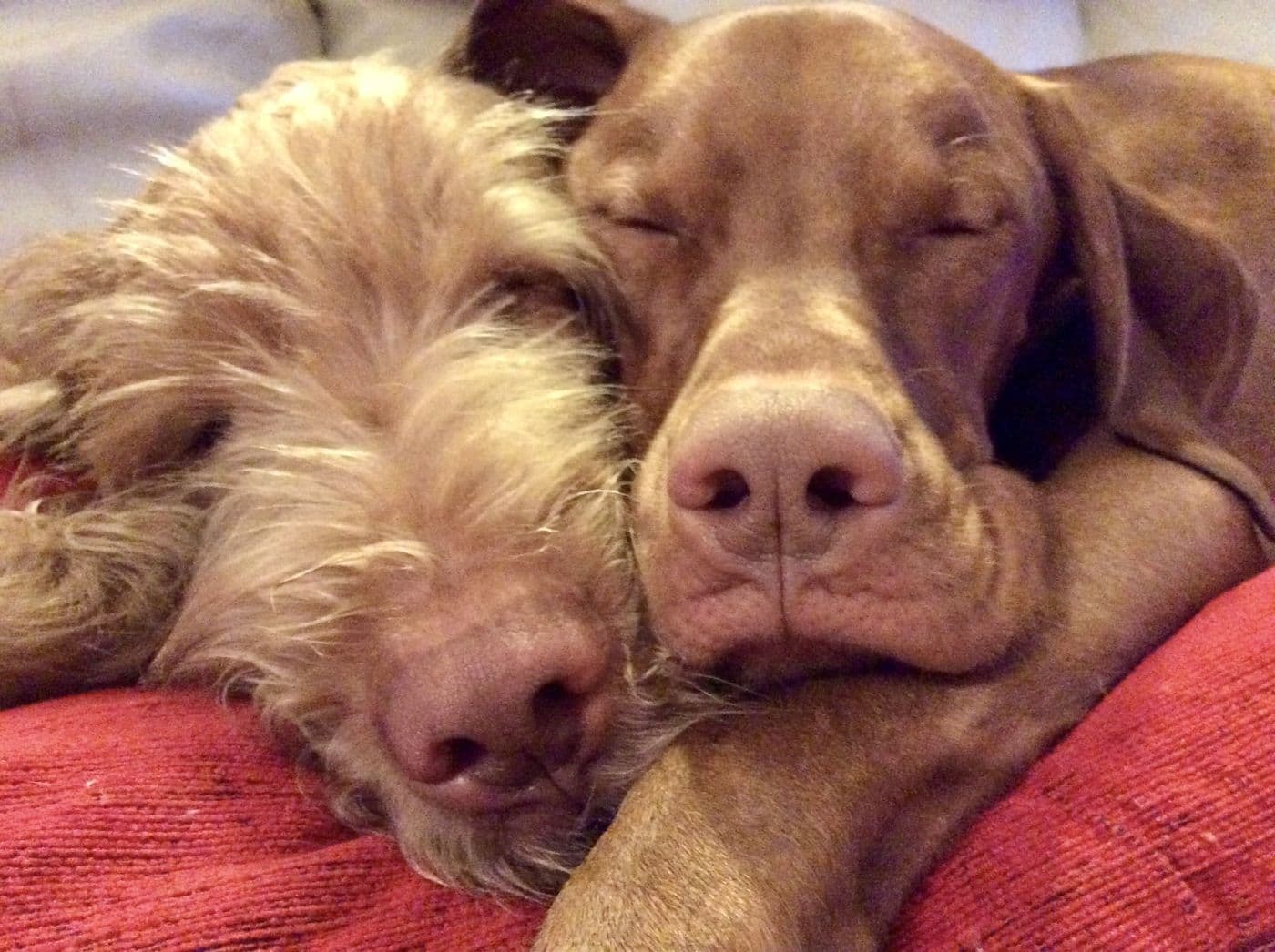 Aitch's cats and dogs together, photograph 7