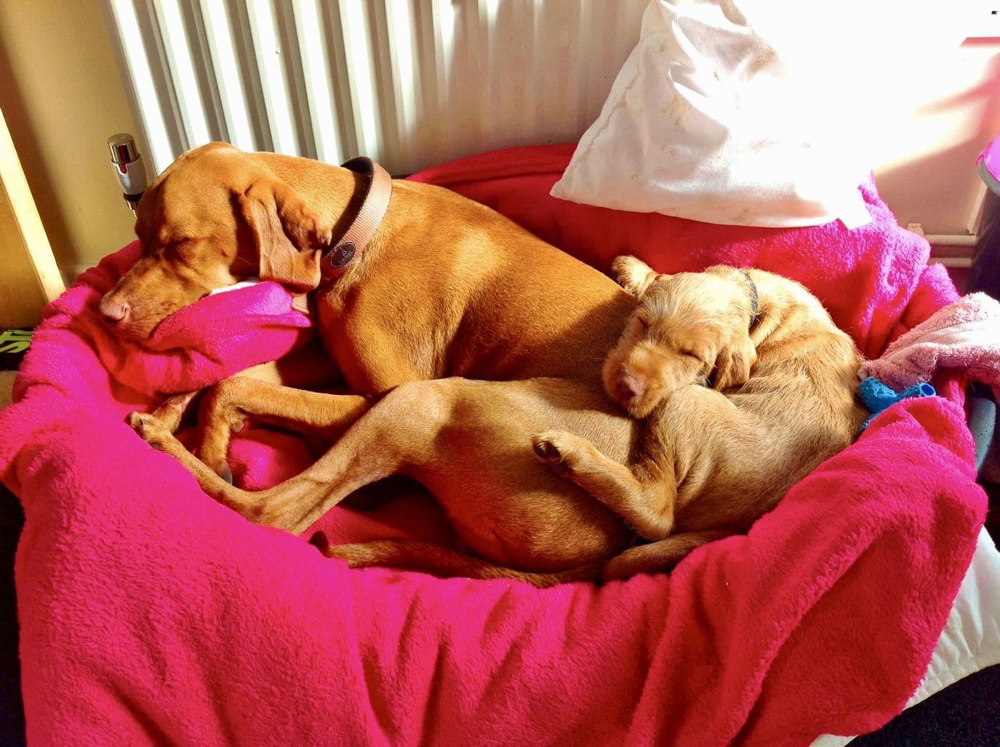 Aitch's cats and dogs together, photograph 8