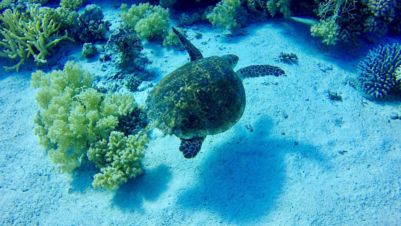 A hawksbill turtle swimming low over a sandy seabed past coral, seen from above