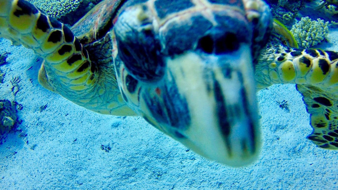 Close-up of a hawksbill turtle's face swimming directly toward the camera
