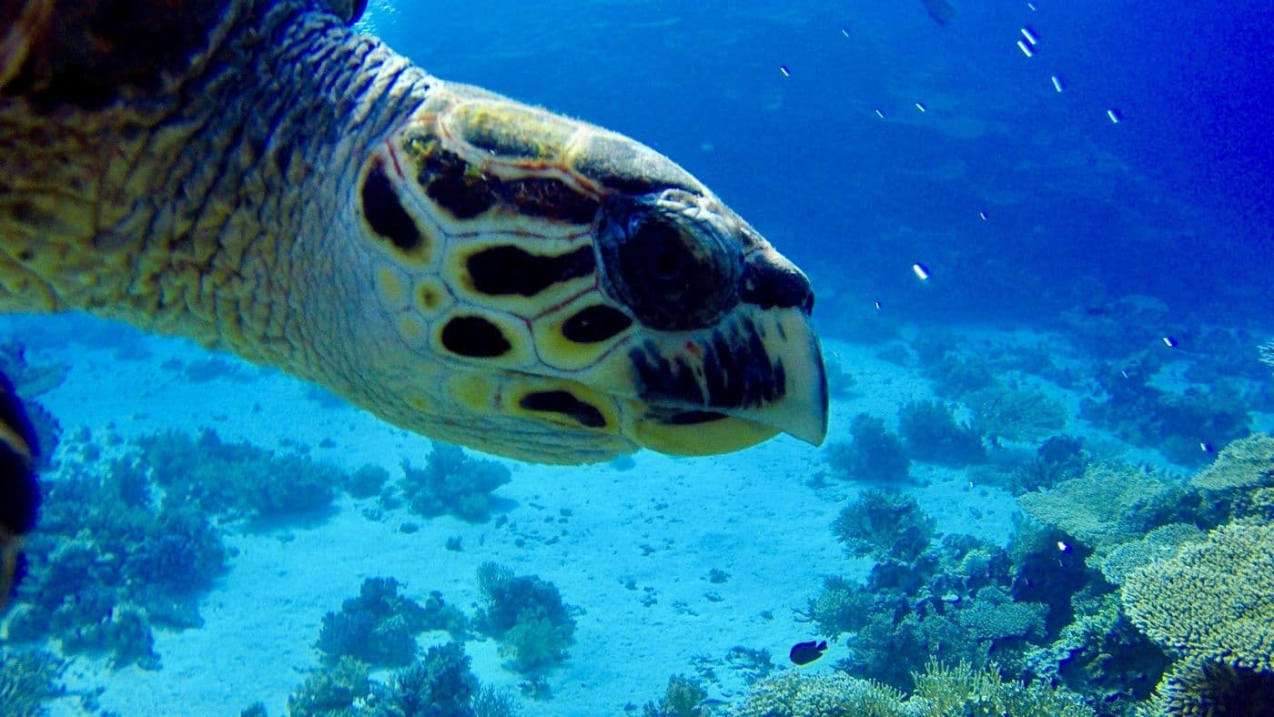 Close-up profile of a hawksbill turtle's head and beak, reef and fish in the background