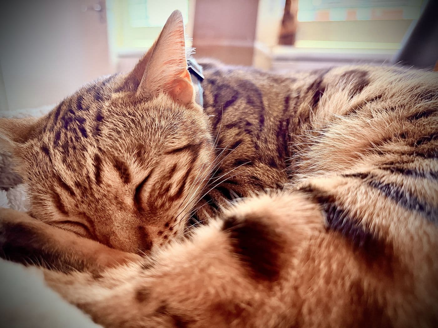 Zyron, a Bengal cat, photograph 2