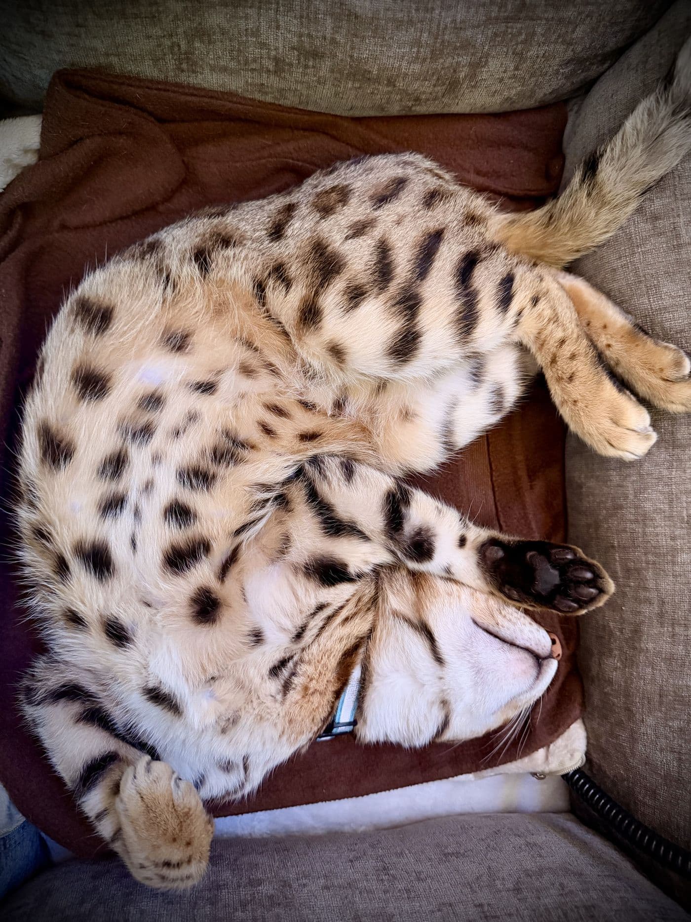 Zyron, a Bengal cat, photograph 3