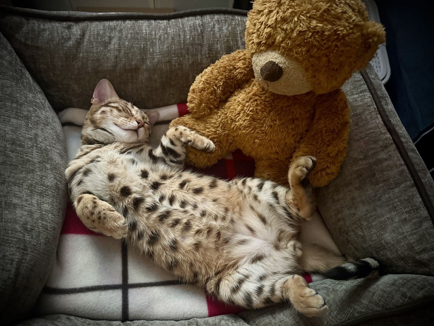 Zyron, a Bengal cat, photograph 4
