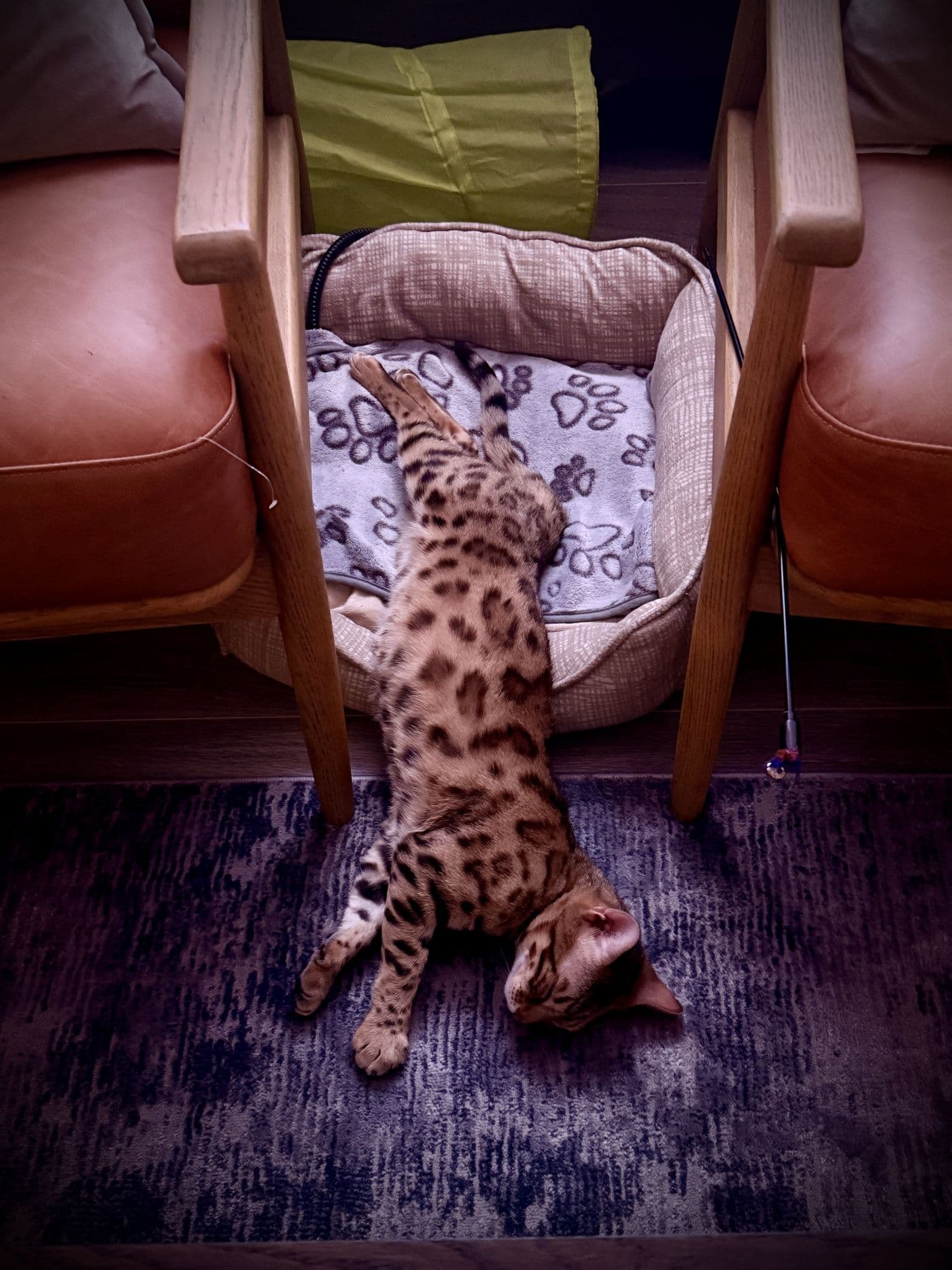 Zyron, a Bengal cat, photograph 5