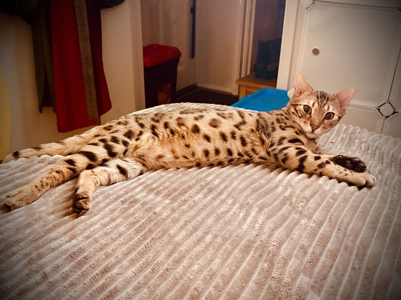 Zyron, a Bengal cat, photograph 6