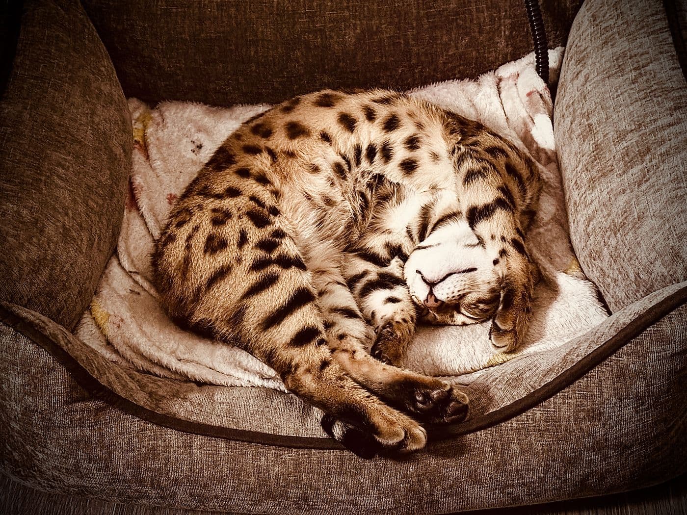 Zyron, a Bengal cat, photograph 7
