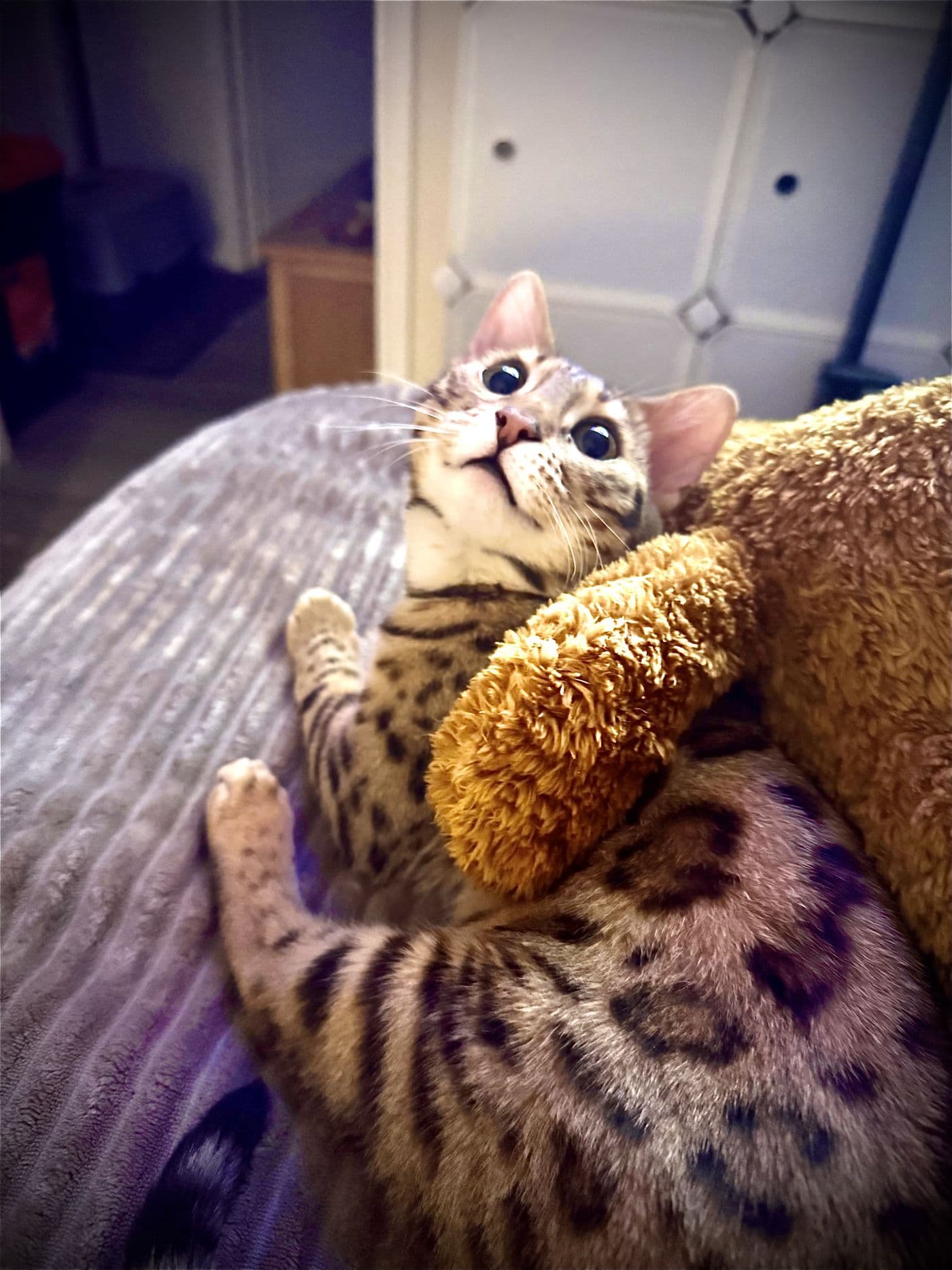 Zyron, a Bengal cat, photograph 8